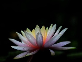 DSC_荷花2.jpg