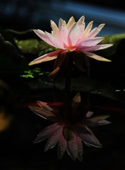 荷花6.jpg