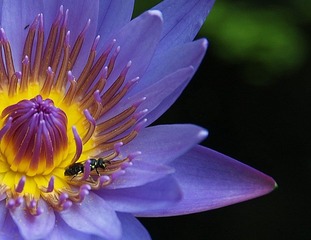 花心客.jpg
