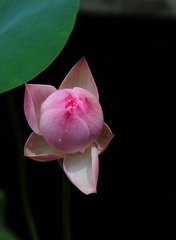 荷花_006.JPG
