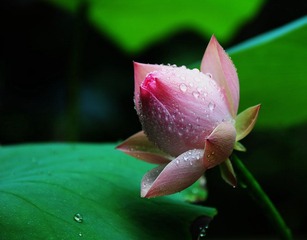 荷花_010.JPG