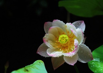 荷花_0011.jpg