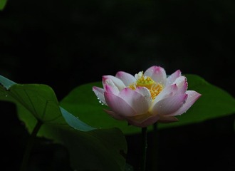 荷花_012.JPG