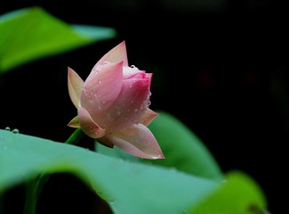 荷花_016.JPG