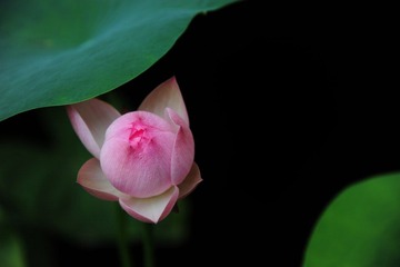 荷花_018.JPG