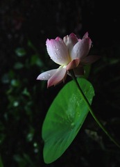 荷花_026.JPG