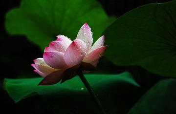 荷花_0101.jpg