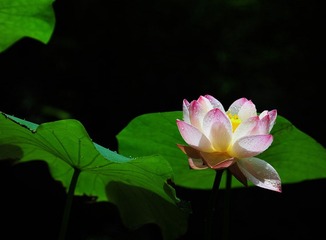 荷花_0181.jpg