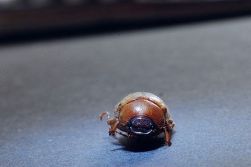 DSC_0027.jpg
