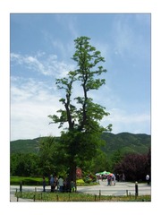 DSCN3176.jpg