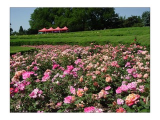 DSCN3085.jpg