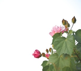 6BC01F26-EF42-4AD9-A9B6-7DC73A17199B/L0/001