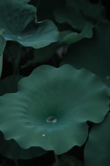 1000133738