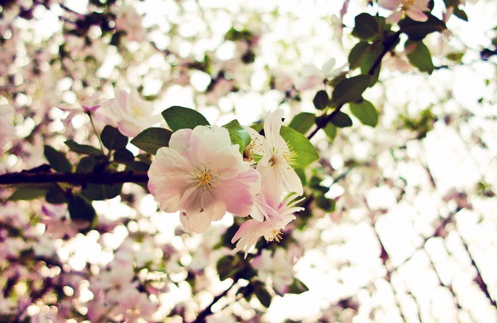 小区里的桃花