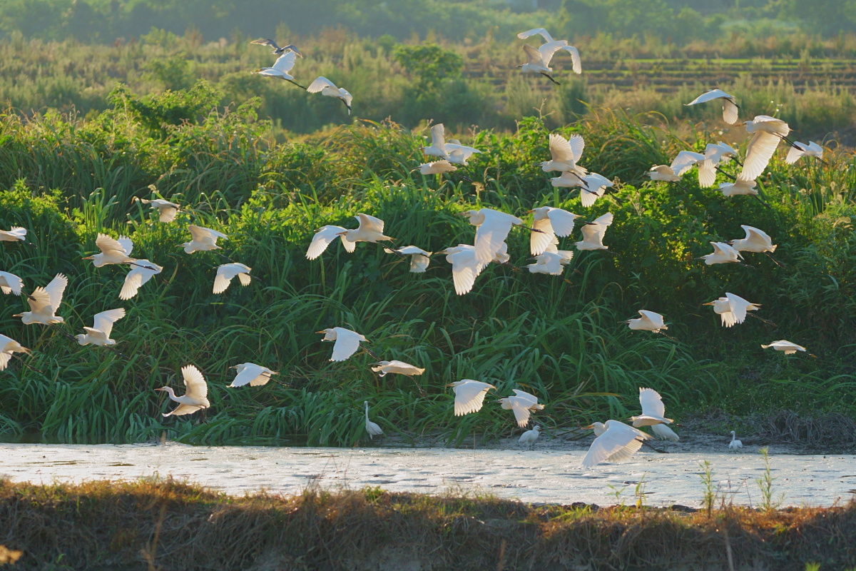 白鹭亮翅摄于安山国家湿地公园