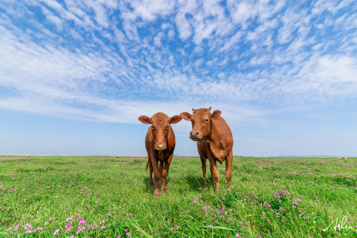 小牛宝宝对于靠近的镜头十分好奇!