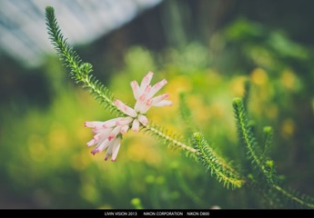 DSC_3362-1.jpg