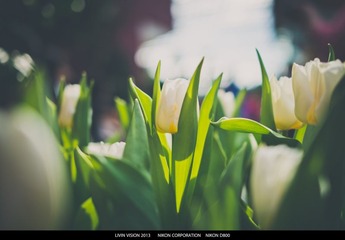 DSC_3409-1.jpg