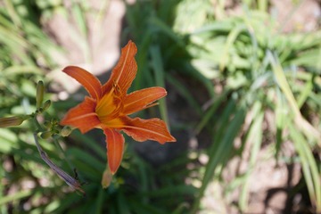 DSC_5873-20120610-4236.jpg