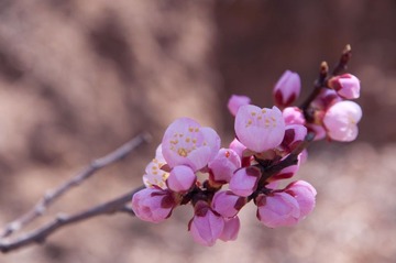 清明节前，桃花开了。。。