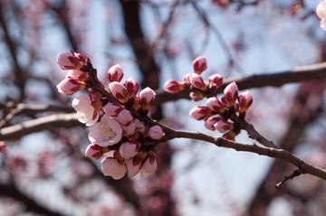 清明节前，桃花开了。。。