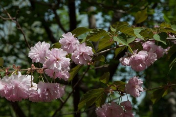 樱花