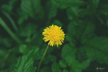 1000246112