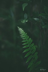 1000248529