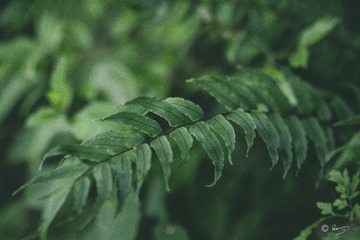 1000247678