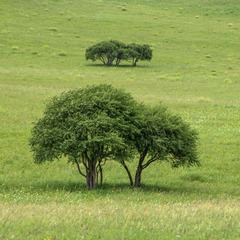 13260