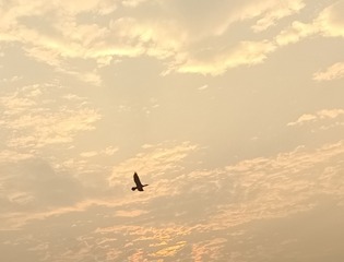 1000063695