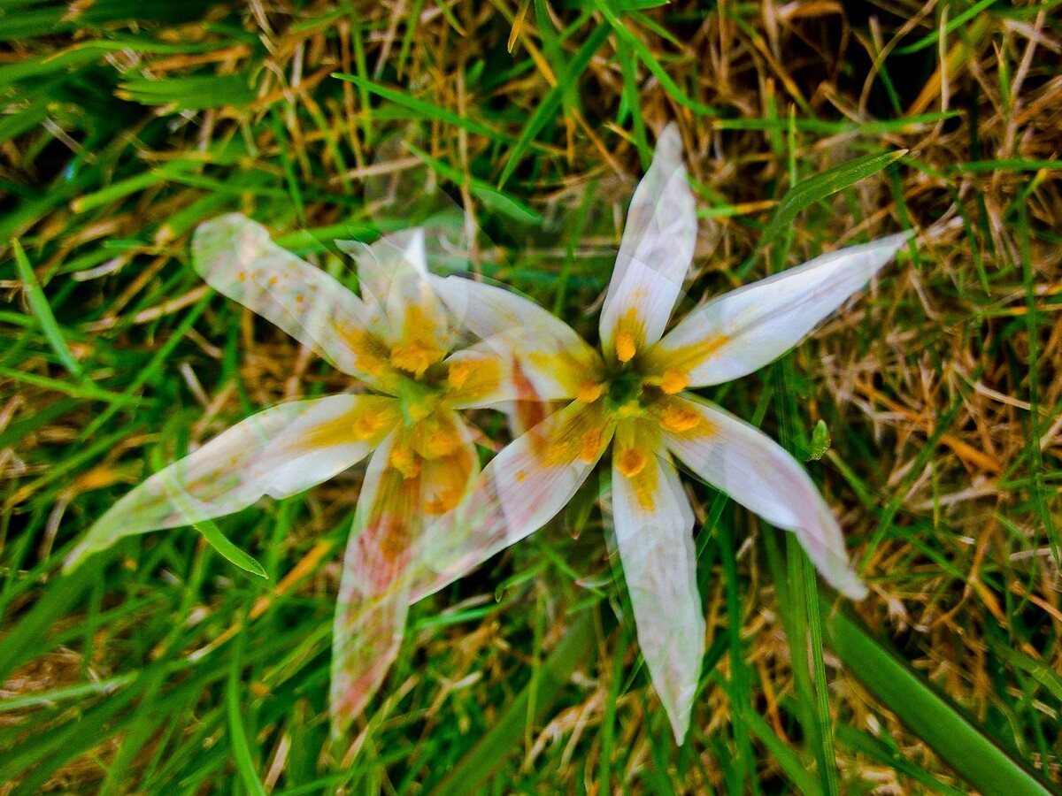 双生花