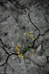 20110528-IMG_0334