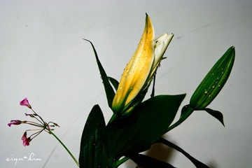20120602-IMG_0004.jpg
