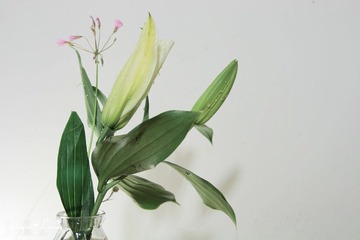 20120602-IMG_0008.jpg