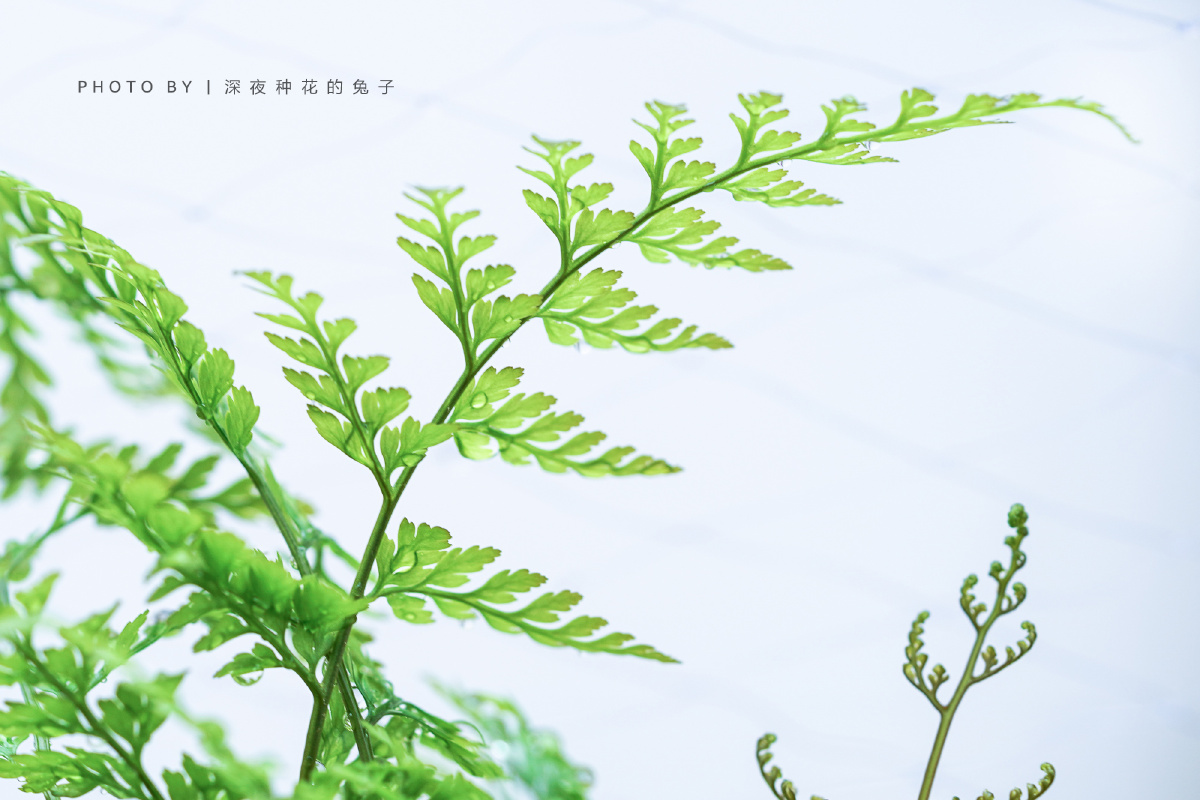 深夜种花的兔子