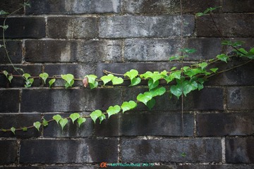DSC01081.jpg