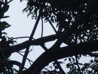 0AA0F6E4-C7D6-4FAE-8417-4A9BB991A08C/L0/001