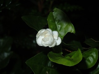 46A090B7-419A-4C3C-95E7-A0BD6D1ABB10/L0/001