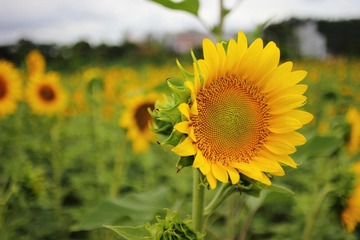 IMG_9949.JPG