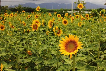IMG_9954.JPG