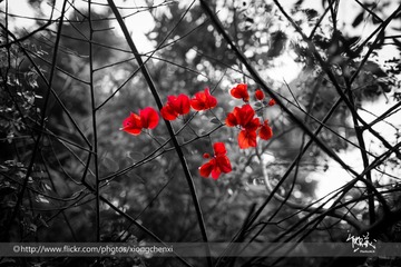 IMG_1161-2