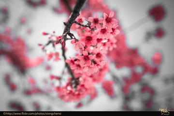 冬日樱花