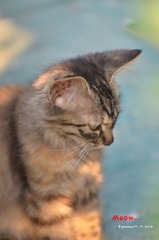 dsc_3580_副本.jpg