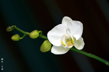 dsc_3647_副本.jpg