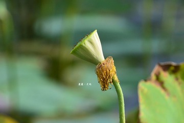 dsc_4534_副本.jpg
