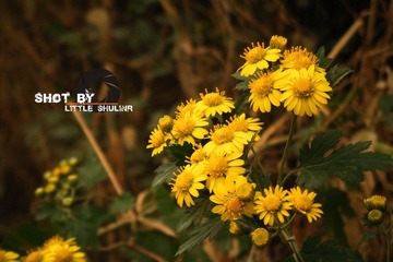 DSCF581311.jpg