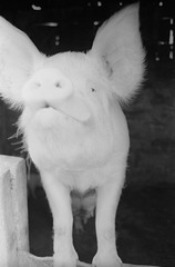 scan0034.jpg