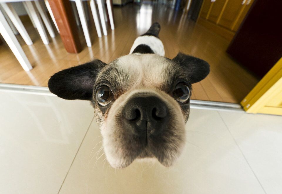 THE DOG<br />
