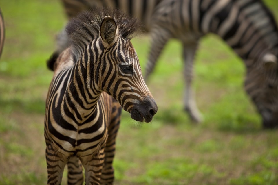 小斑马宝宝 br />